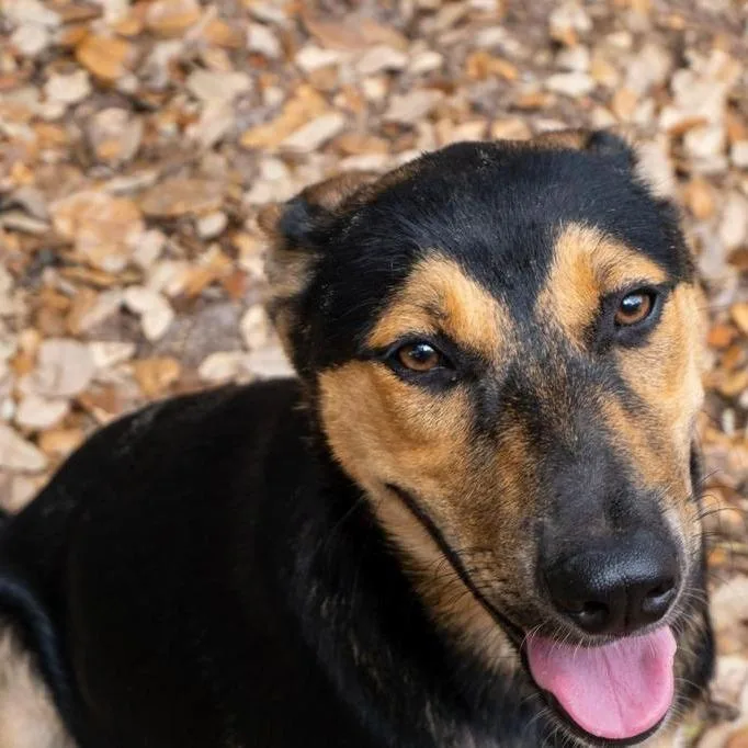 Julia Child thumbnail 4