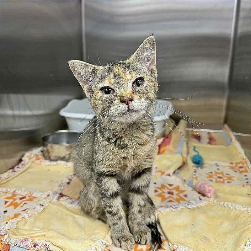 Kalisi Verede thumbnail 2