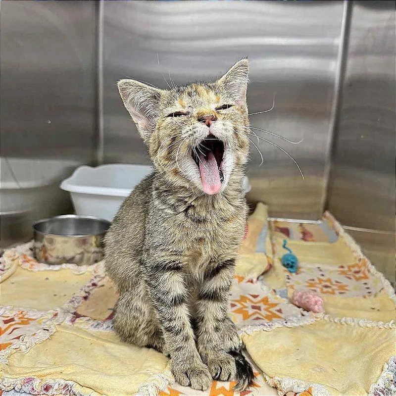 Kalisi Verede thumbnail 3