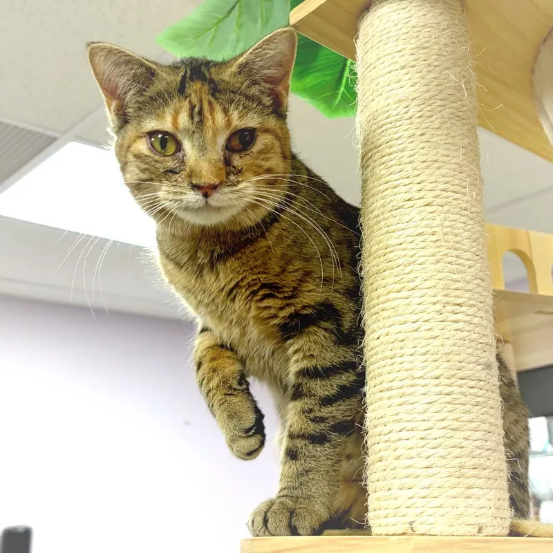 Kalisi Verede thumbnail 4