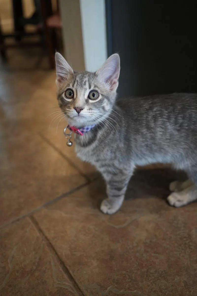 A young medium-sized male Domestic Short Hair cat named Mange for adoption in Frisco, TX