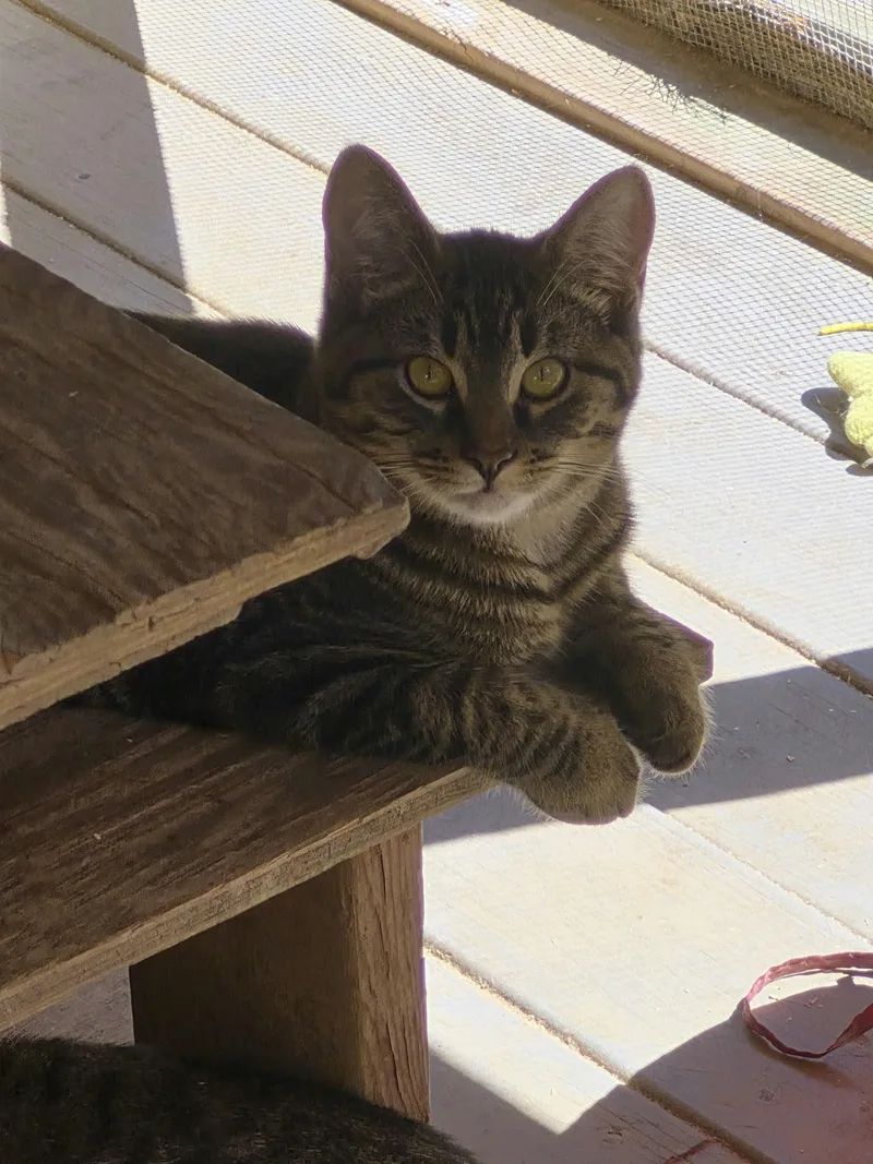 A baby medium-sized male Tabby (Gray / Blue / Silver) Domestic Short Hair cat named Frankie for adoption in Brookville, PA