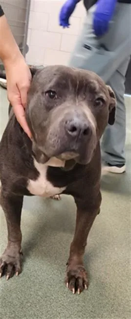 An adult large-sized male Mixed Breed dog named Biggie for adoption in Santa Fe, NM