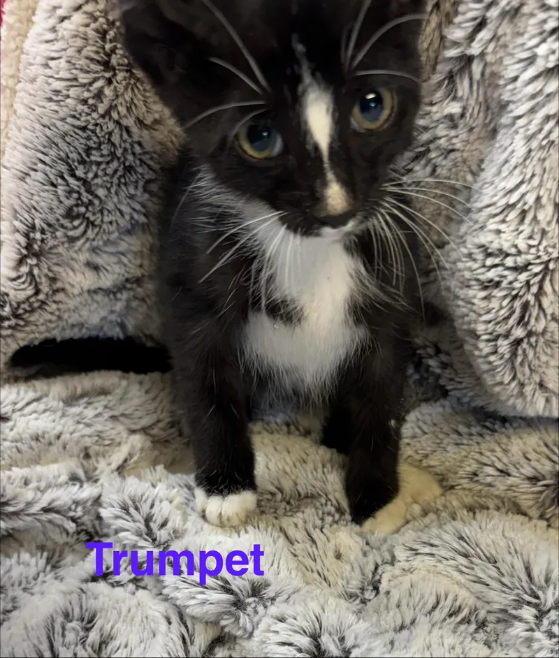 A baby small-sized male Black Domestic Short Hair cat named Trumpet for adoption in Shrewsbury, MA