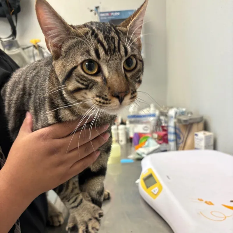 An adult large-sized male Domestic Short Hair cat named Willis for adoption in San Jacinto, CA