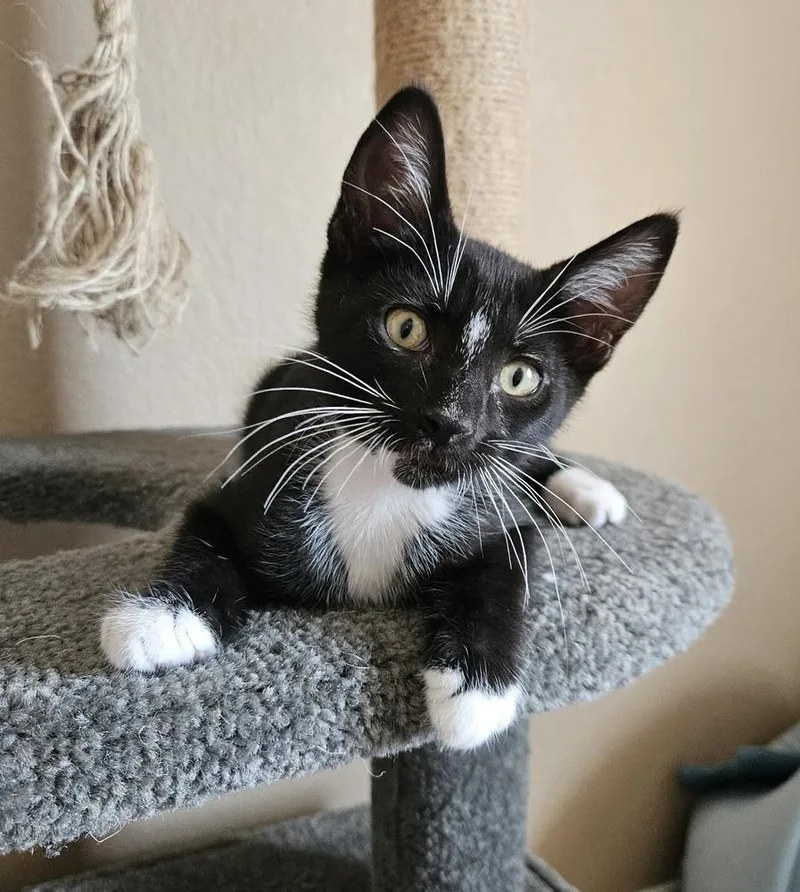 A baby small-sized male Black & White / Tuxedo Domestic Short Hair cat named Magic for adoption in tucson, AZ