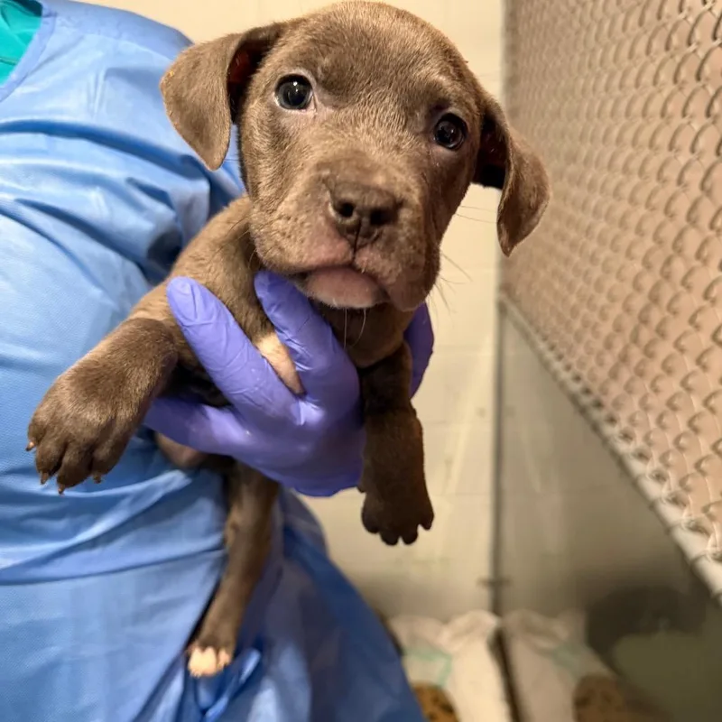 Pecan Pinwheel thumbnail 2