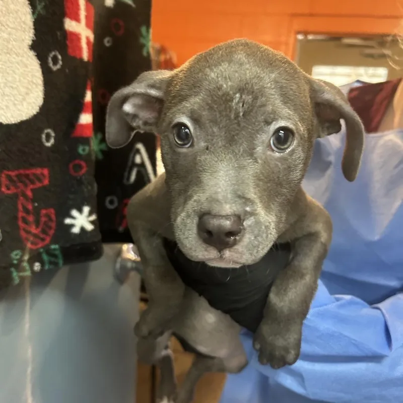 Pecan Pinwheel thumbnail 3