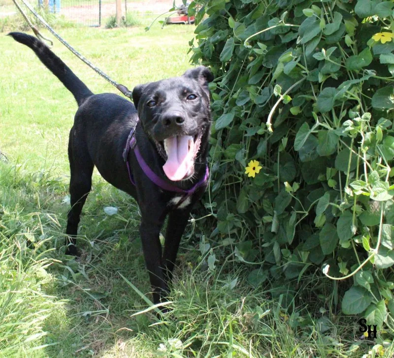 Mr Squiggle Butt thumbnail 4