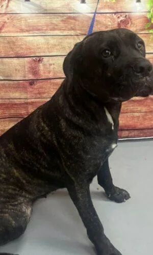An adult large-sized female Brindle Mastiff dog named AC "Jessica" for adoption in Conyers, GA