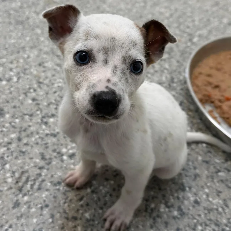 A baby medium-sized female White / Cream Cattle Dog dog named Ocotillo for adoption in Kanab, UT