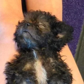 A baby small-sized female Black Poodle (Toy) dog named Darling Daisey for adoption in Reston, VA