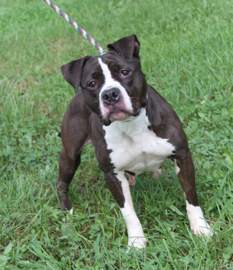 An adult medium-sized female Brown / Chocolate Pit Bull Terrier dog named Wilma for adoption in Marietta, OH