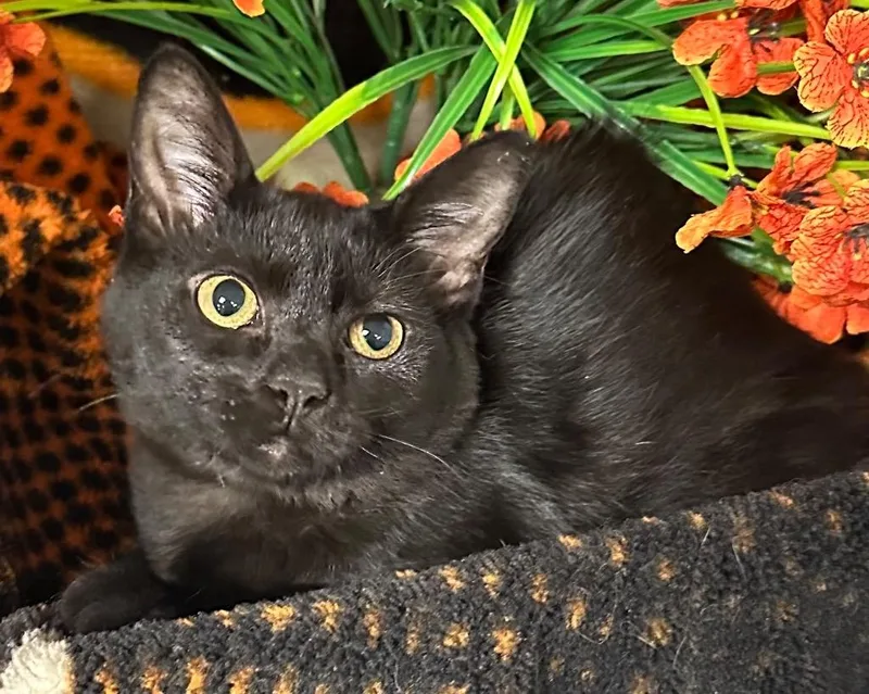 A baby small-sized female Domestic Short Hair cat named Ella for adoption in Stillwater, OK