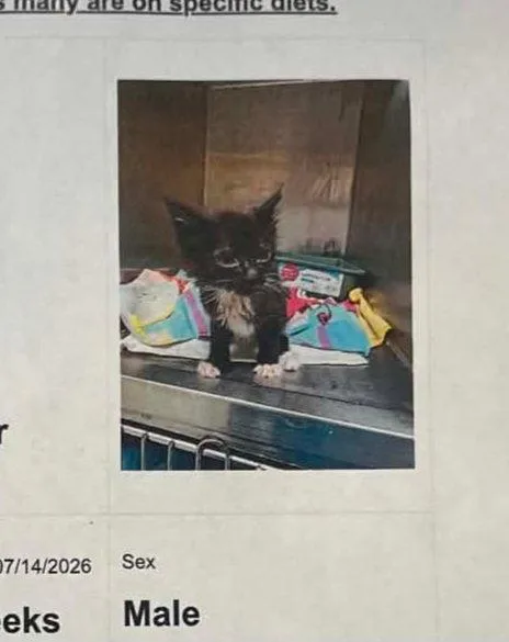 A baby medium-sized male Domestic Medium Hair cat named Beetle for adoption in Holbrook, NY