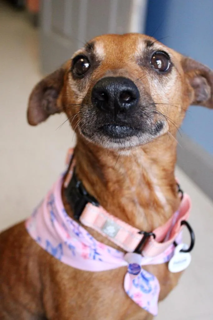 An adult medium-sized female Terrier dog named Peaches for adoption in Morgantown, KY