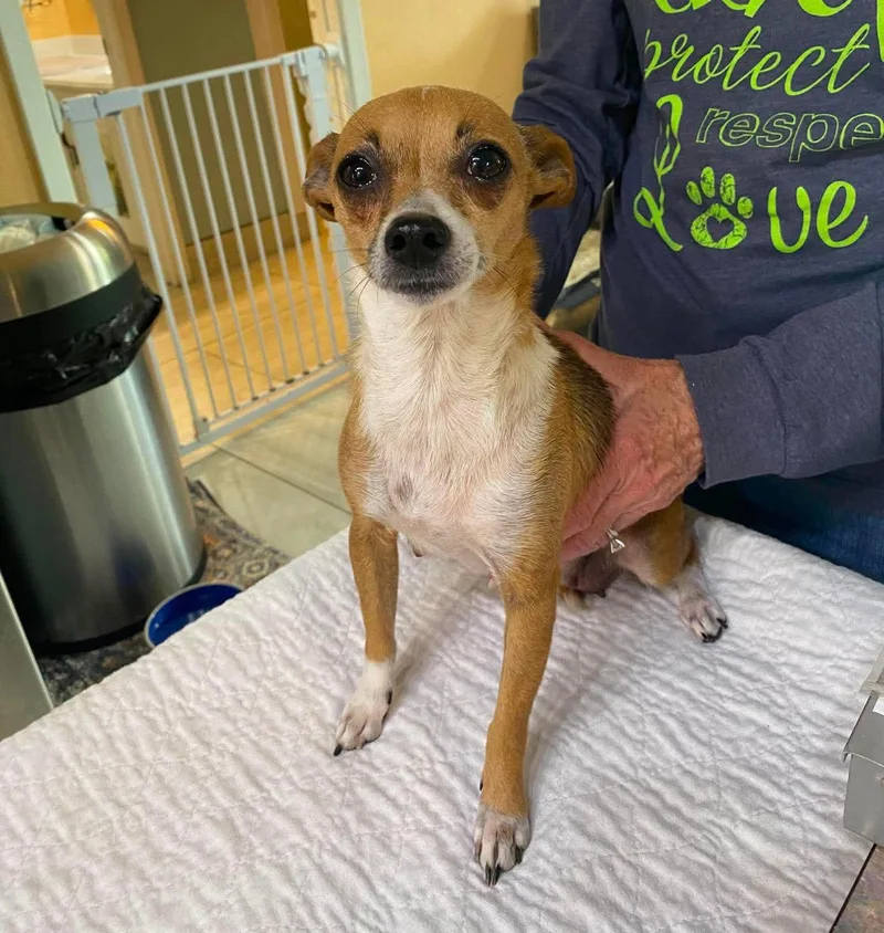 An adult small-sized female Chihuahua dog named Twila for adoption in Benton, LA