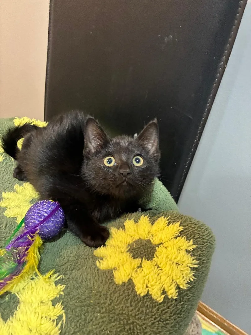 A baby medium-sized female Black Domestic Short Hair cat named Margarita for adoption in Omaha, NE