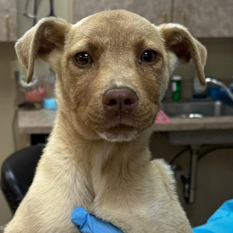A baby small-sized female Yellow / Tan / Blond / Fawn Terrier dog named Marley for adoption in Birmingham, AL