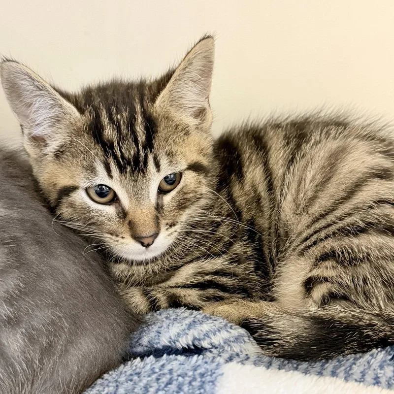 A baby small-sized female Brown / Chocolate Domestic Short Hair cat named Pasadena for adoption in Oakland, CA