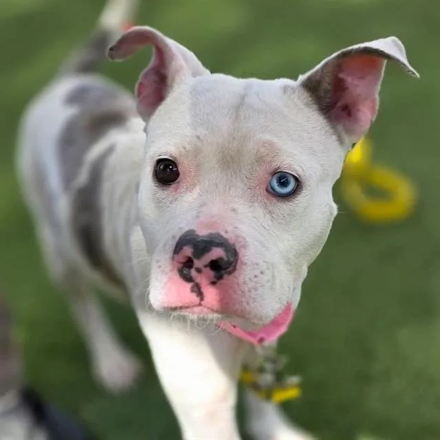An adult small-sized female Pit Bull Terrier dog named Molly The Wonder Pup for adoption in Las Vegas, NV