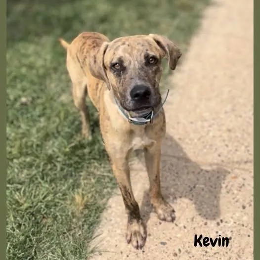 A young medium-sized male Brindle Labrador Retriever dog named Kevin for adoption in Shreveport, LA