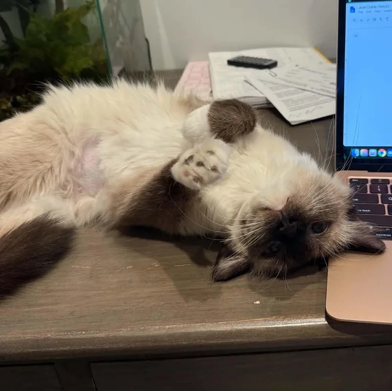 A young medium-sized female Siamese cat named Claire for adoption in St. George, UT