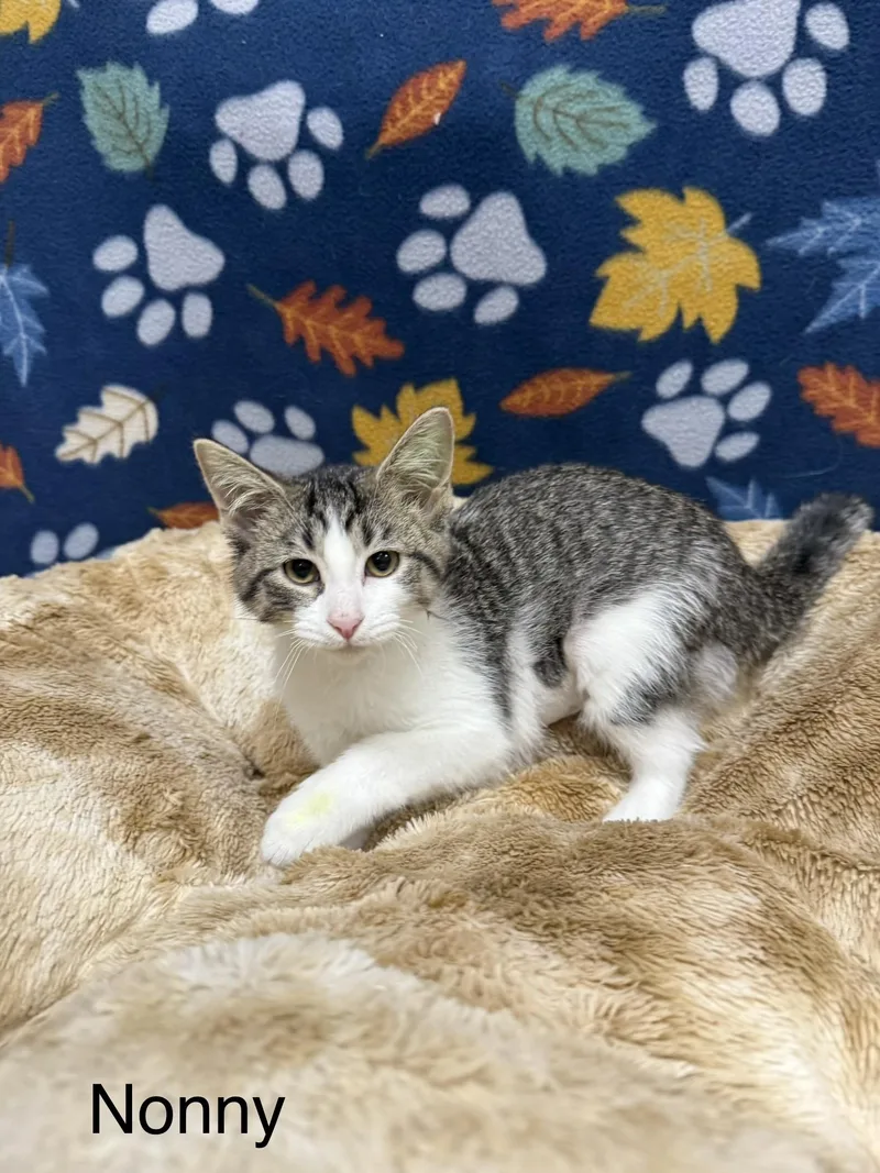 A baby medium-sized female Tabby (Gray / Blue / Silver) Domestic Short Hair cat named Nonny for adoption in Logan, OH