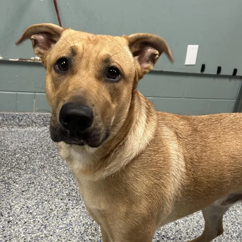 An adult large-sized male Yellow / Tan / Blond / Fawn Shepherd dog named Walter for adoption in Greenville, SC