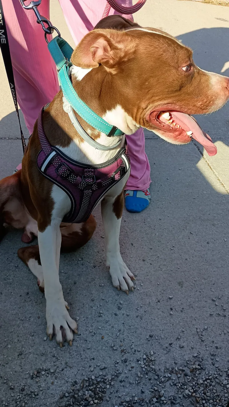 Pumpernickel Aka Kevin thumbnail 2