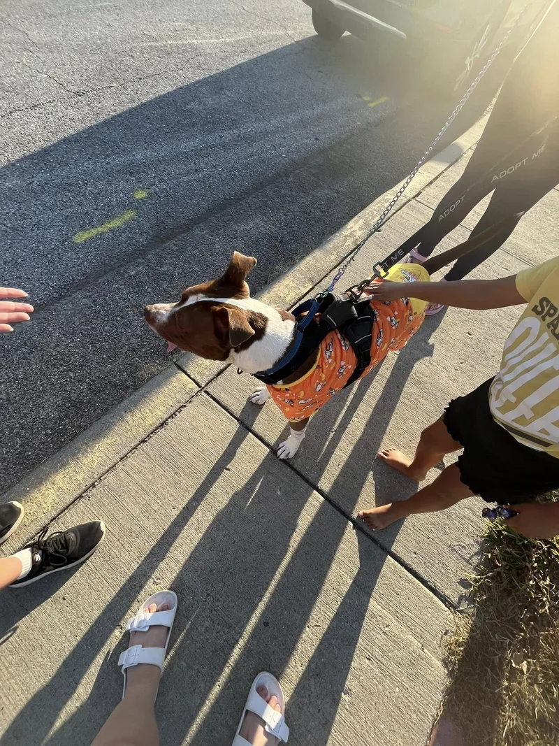 Pumpernickel Aka Kevin thumbnail 4