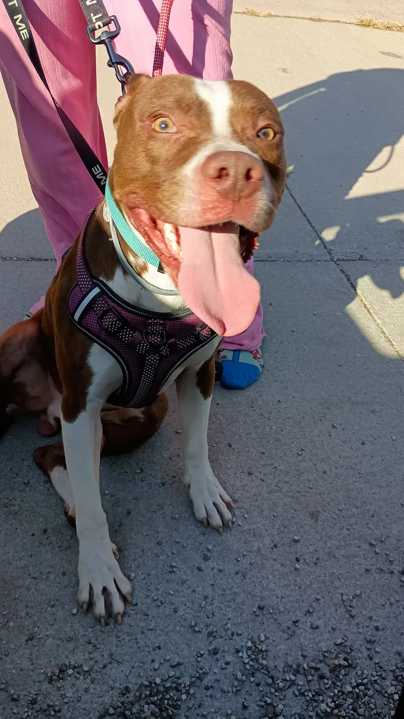 Pumpernickel Aka Kevin thumbnail 5