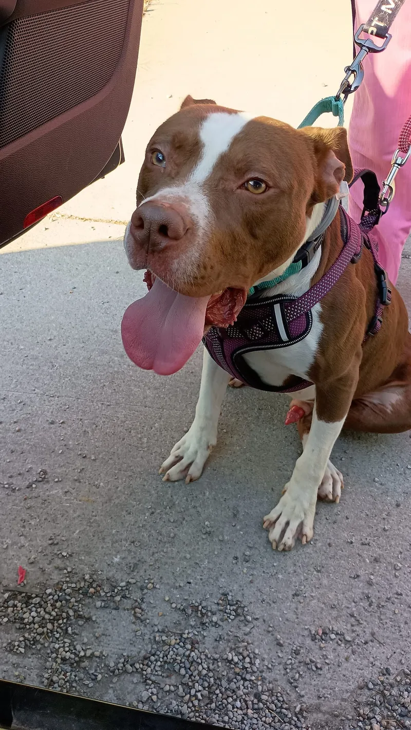 Pumpernickel Aka Kevin thumbnail 6