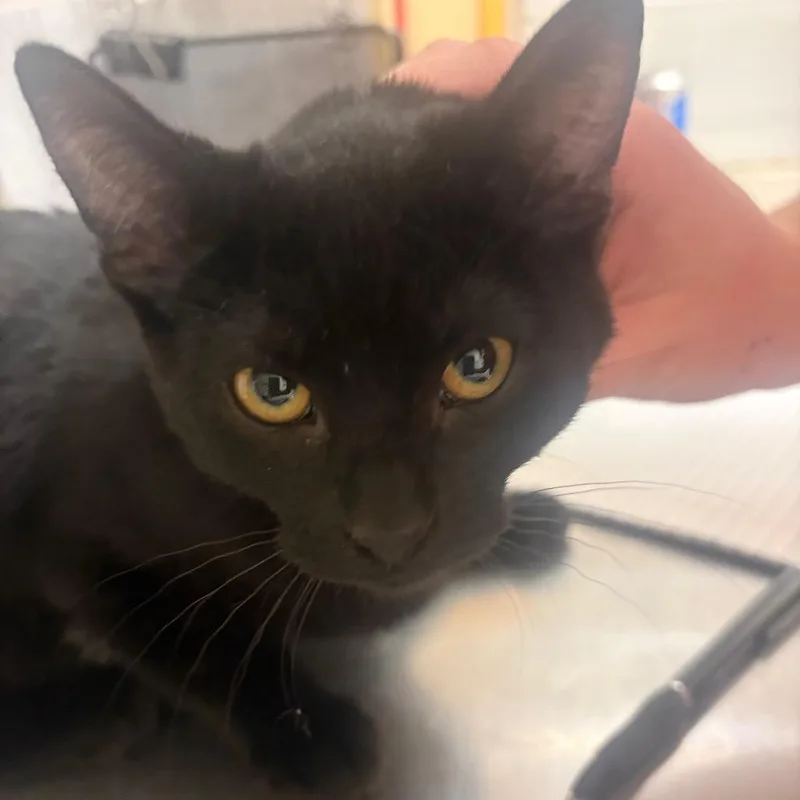 A baby medium-sized male Black Domestic Short Hair cat named Thurston Howell for adoption in Pekin, IL