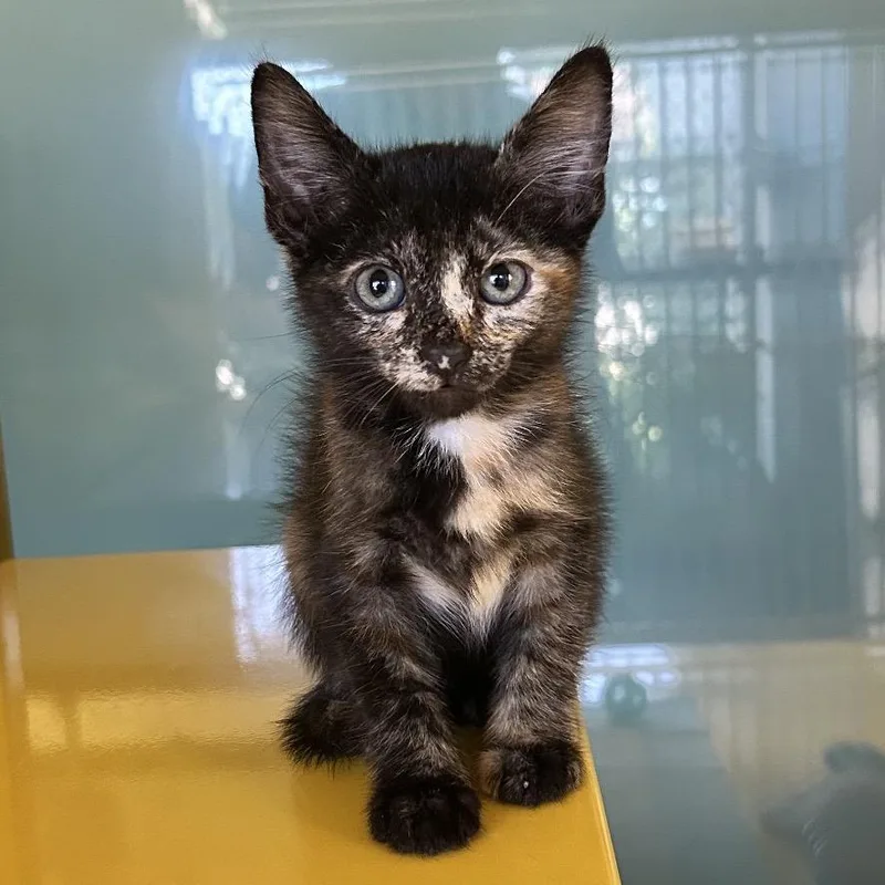 A baby small-sized female Tortoiseshell Domestic Short Hair cat named The Cupid Shuffle for adoption in Abilene, TX