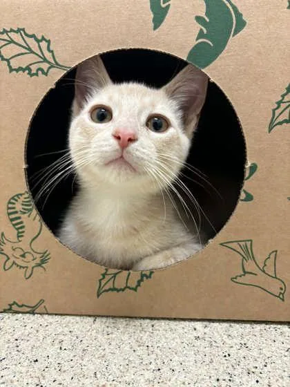 A baby small-sized male Buff / Tan / Fawn Domestic Short Hair cat named Julius for adoption in Harbor Springs, MI