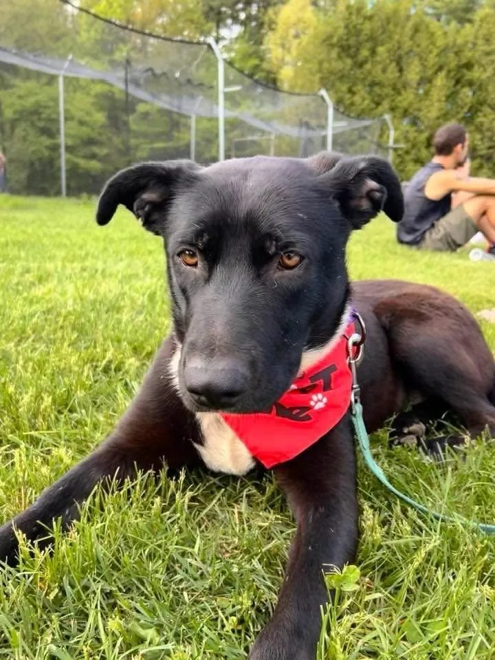 A young medium-sized female Mixed Breed dog named Pipsqueak for adoption in St. Albans, VT