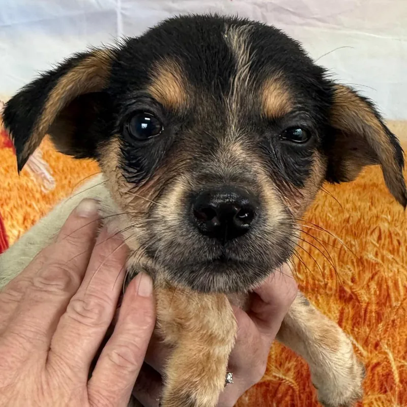 A baby small-sized male Gray / Blue / Silver Border Collie dog named Marlo for adoption in Normal, IL