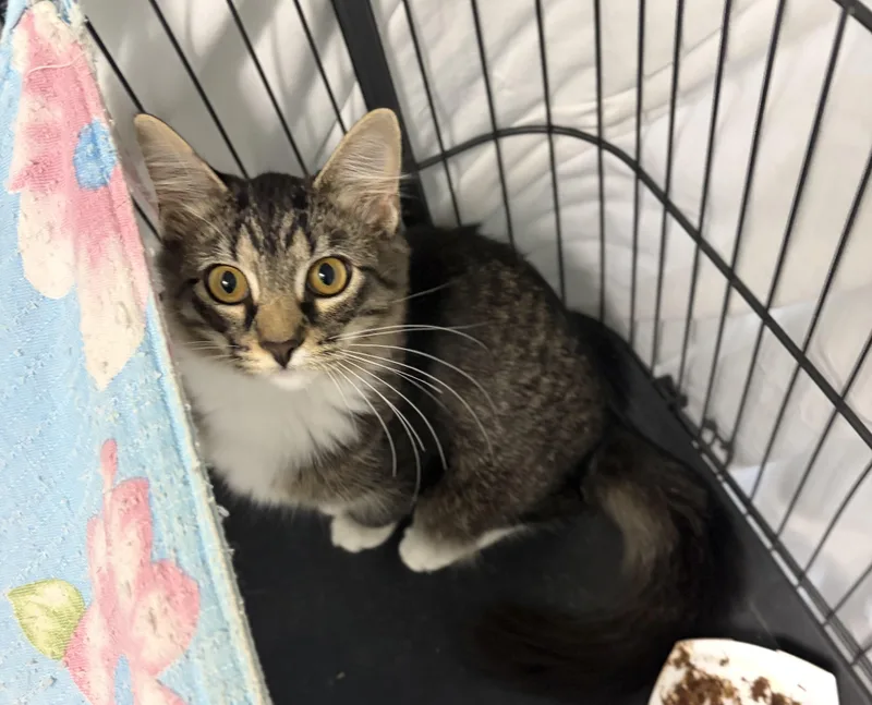 A young medium-sized female Domestic Medium Hair cat named Zoey for adoption in Bardstown, KY