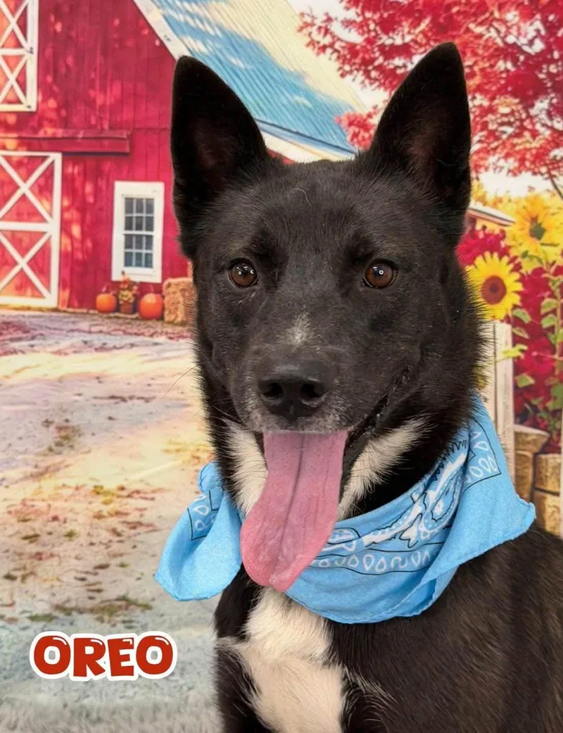 An adult medium-sized male Black Mixed Breed dog named Oreo for adoption in Flint, MI