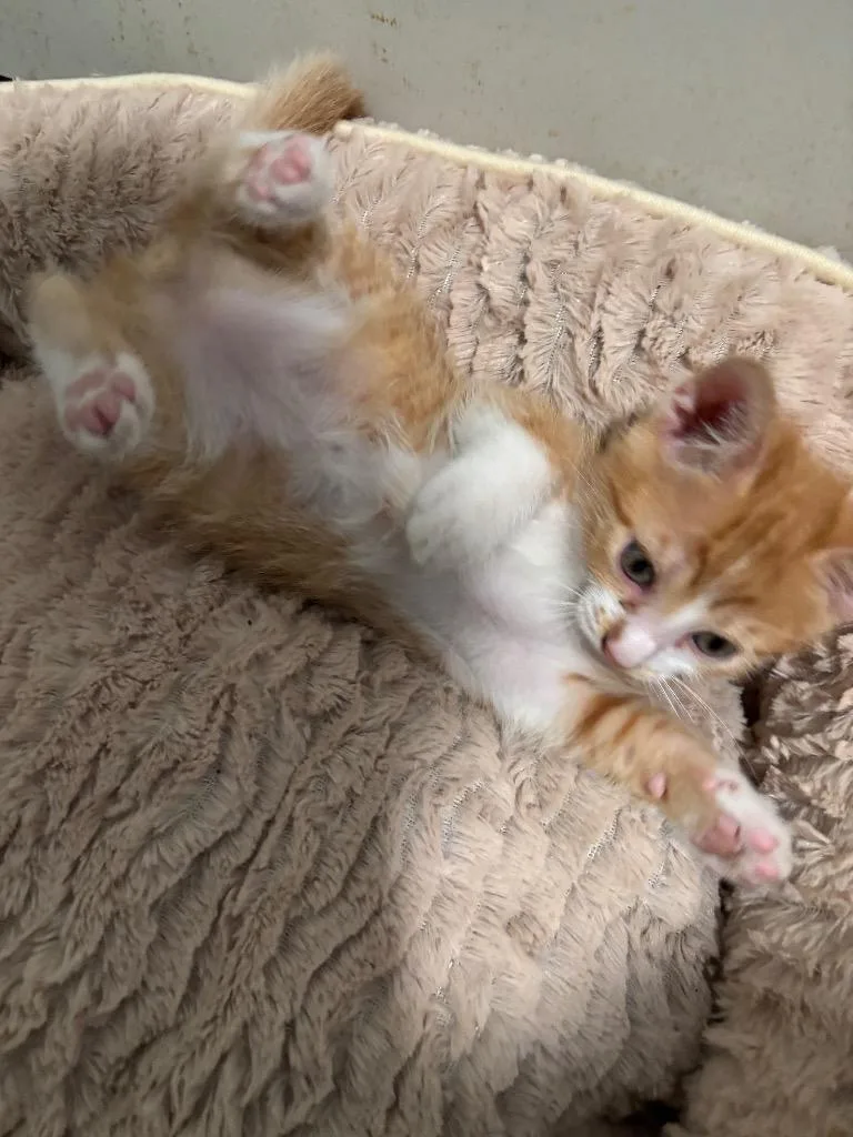 A baby medium-sized male Domestic Short Hair cat named Ross for adoption in San Antonio, TX