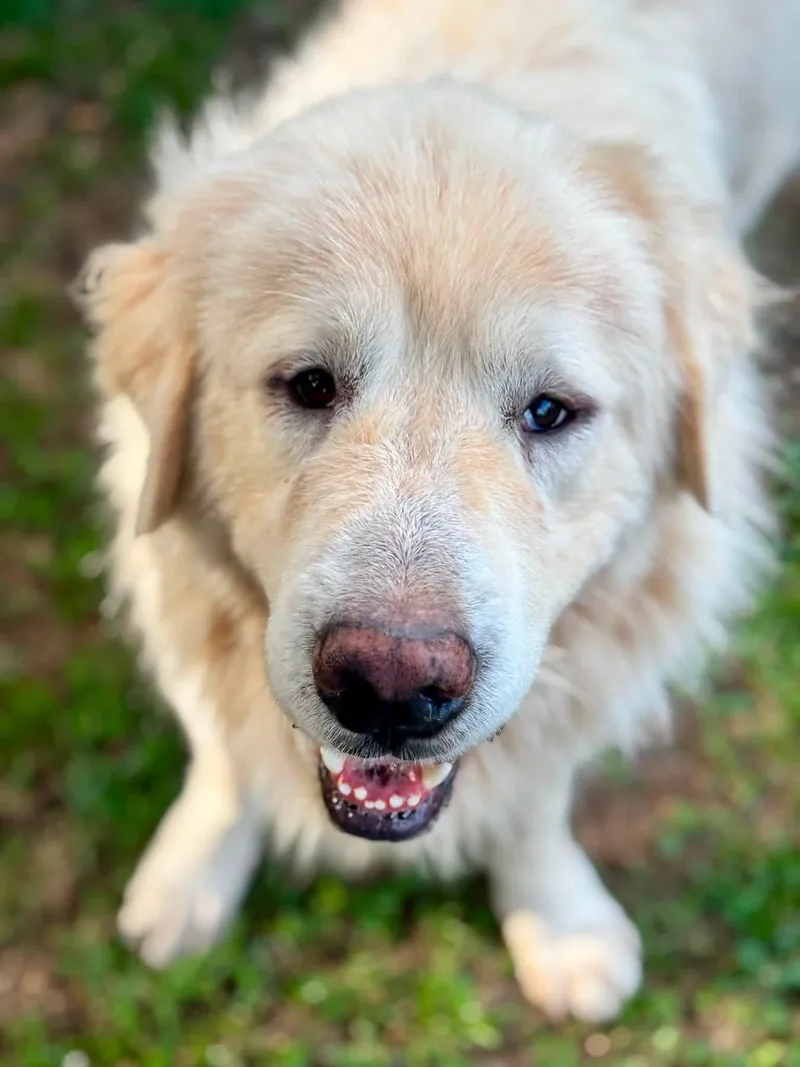 An adult large-sized male Great Pyrenees dog named Bj for adoption in University Place, WA