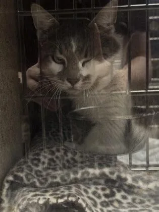 An adult small-sized male Domestic Short Hair cat named Durwood for adoption in Missoula, MT