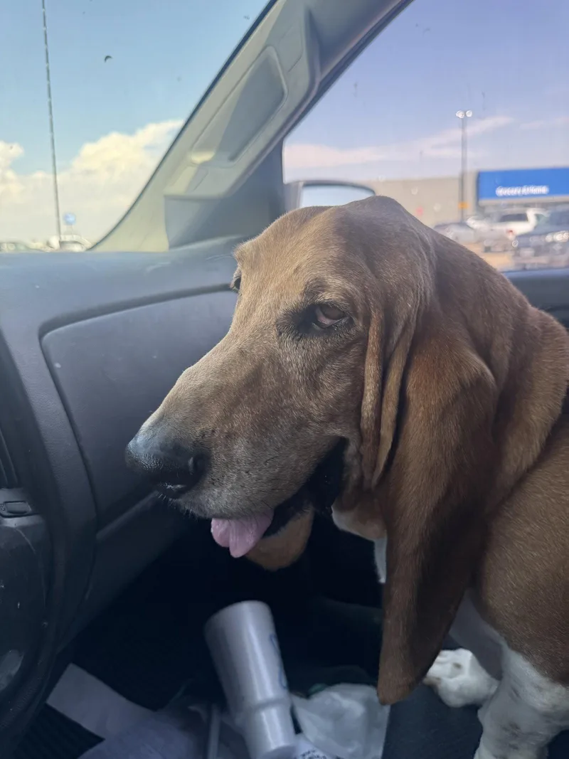 An adult large-sized male Basset Hound dog named Huck for adoption in Grapevine, TX