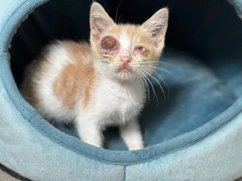 A baby medium-sized male Domestic Short Hair cat named Tadpole for adoption in Sorrento, LA