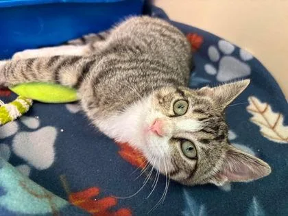 An adult small-sized male Domestic Short Hair cat named Eezy Peezy for adoption in Scottsbluff, NE