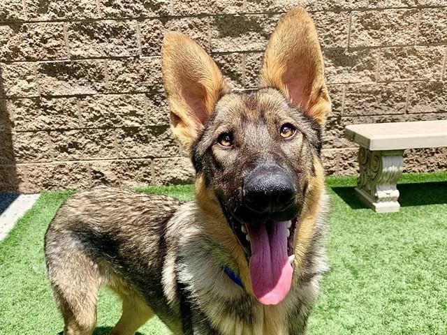 A young large-sized male Yellow / Tan / Blond / Fawn German Shepherd Dog dog named Save Me Please Martin for adoption in San Marcos, CA