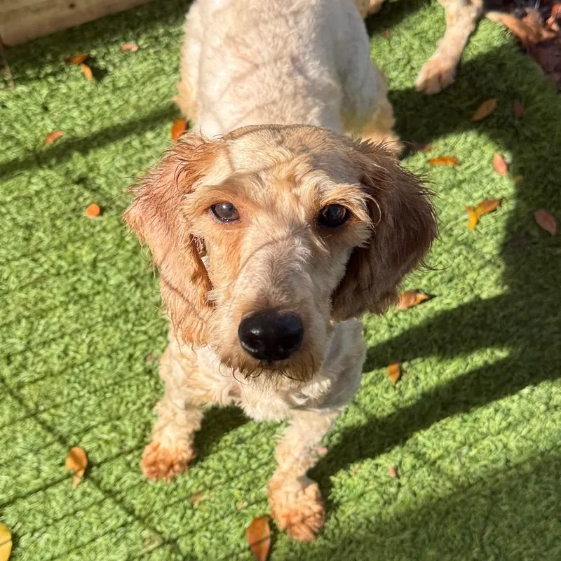Betty Aka Short hair