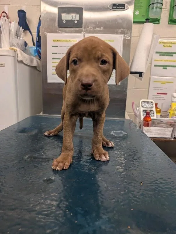 A young medium-sized female Brown / Chocolate Labrador Retriever dog named Blanche for adoption in Mobile, AL