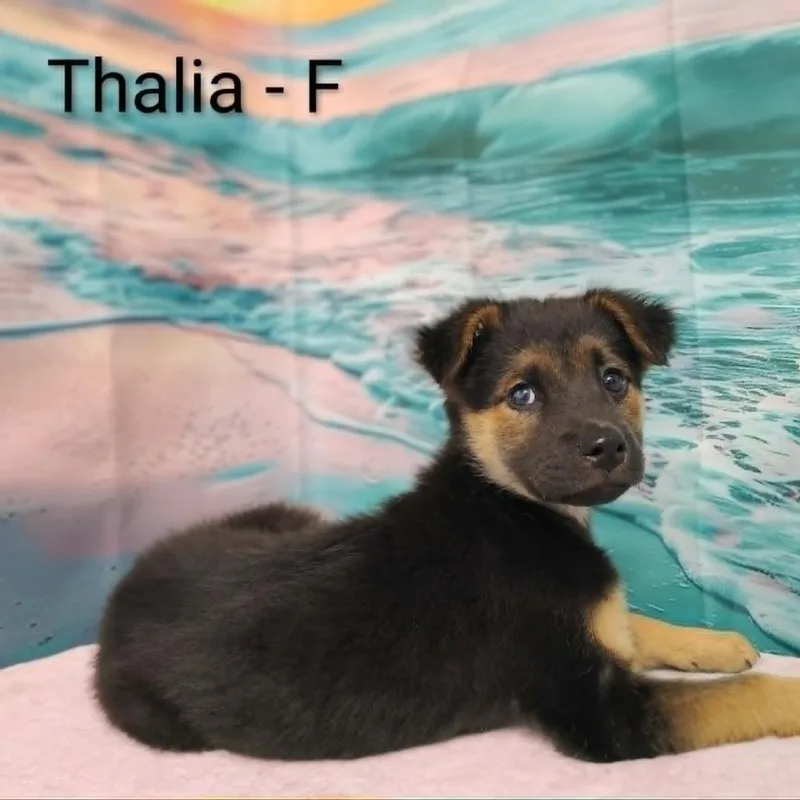 A baby medium-sized female Sable Shepherd dog named Thalia for adoption in Griswold, CT